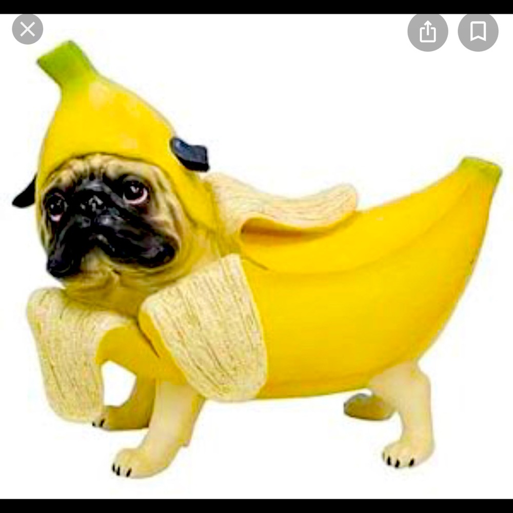NOT FOR SALE!!!  Looking for Banana Pugnacious